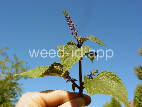 mint, perilla